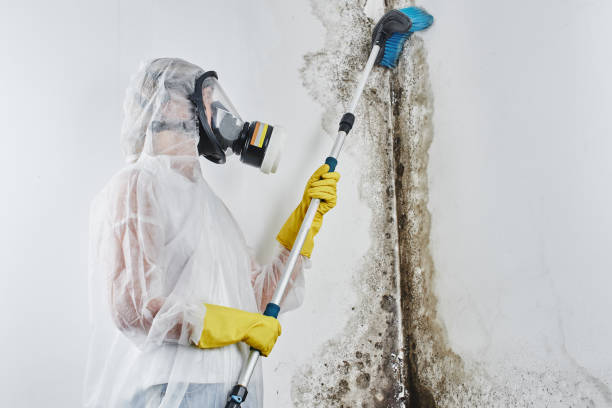 Best Attic Mold Removal in Hampden Sydney, VA