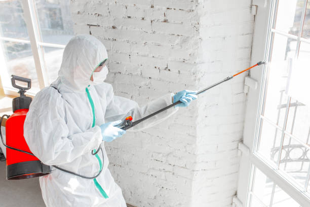 Best Environmental Consulting for Mold Prevention in Hampden Sydney, VA