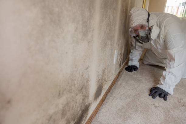 Best Biohazard Mold Removal in Hampden Sydney, VA